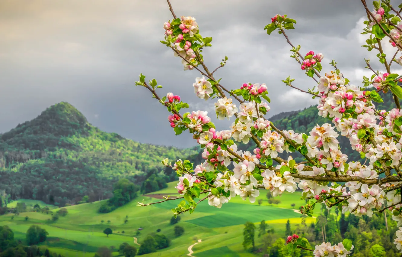 Фото обои горы, ветки, весна, Швейцария, долина, яблоня, цветение, Switzerland, Canton of Basel-Country, кантон Базель-Ланд, Liesberg Dorf, …