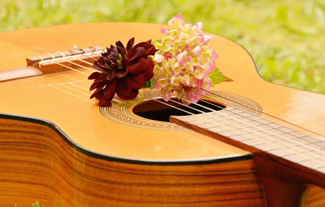 Фото обои цветы, Музыка, Гитара, Музыкальный Инструмент