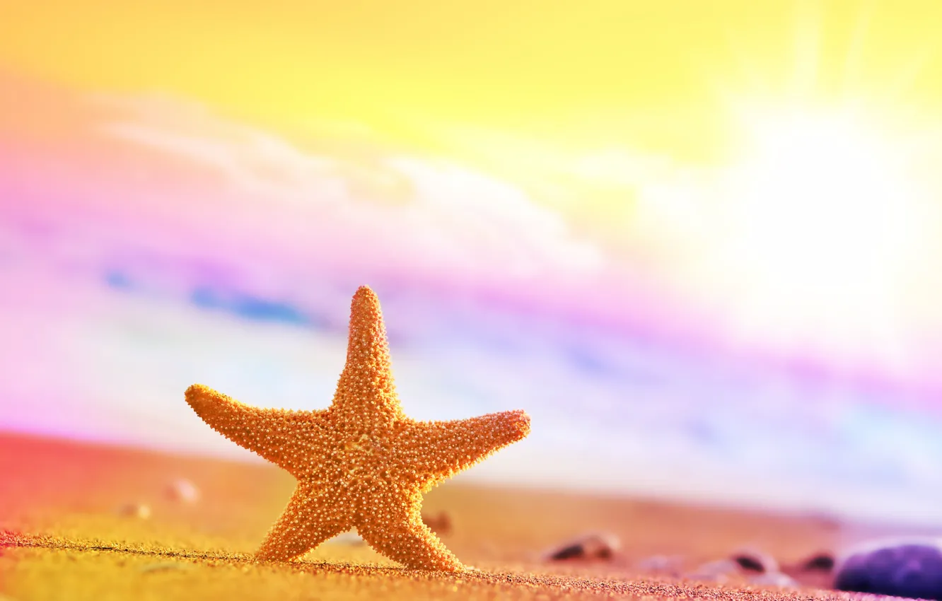 Фото обои песок, блюр, морска звезда