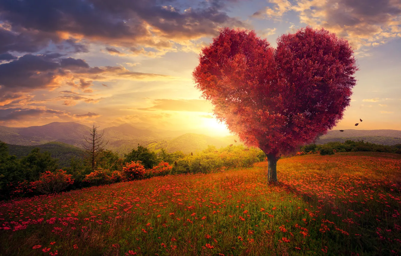 Фото обои поле, небо, трава, любовь, цветы, дерево, сердце, love, field, landscape, heart, pink, blossom, flowers, beautiful, …