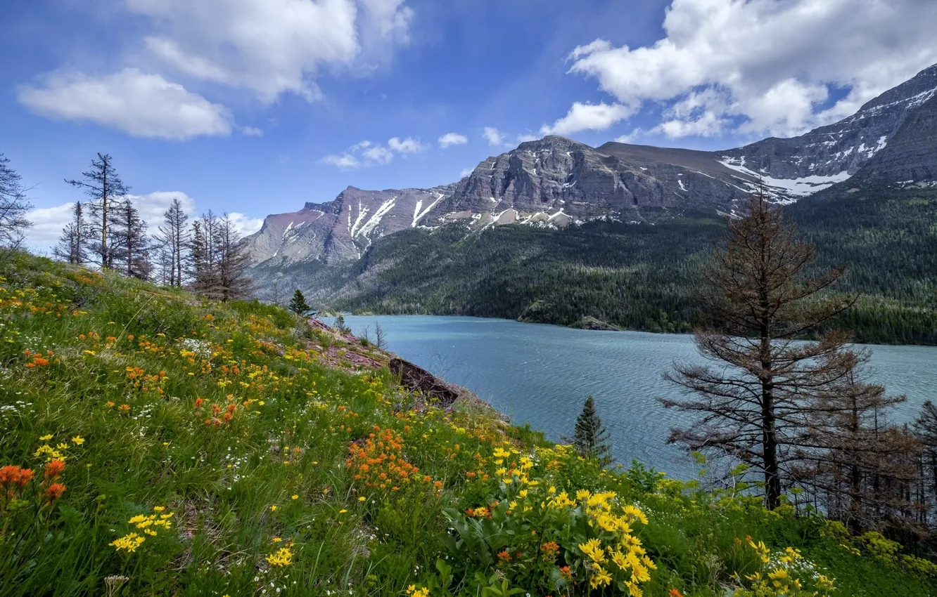 Фото обои цветы, озеро, гора, луг