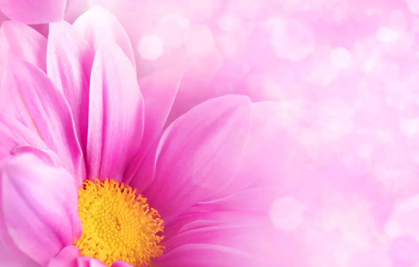 Фото обои цветок, розовый, лепестки
