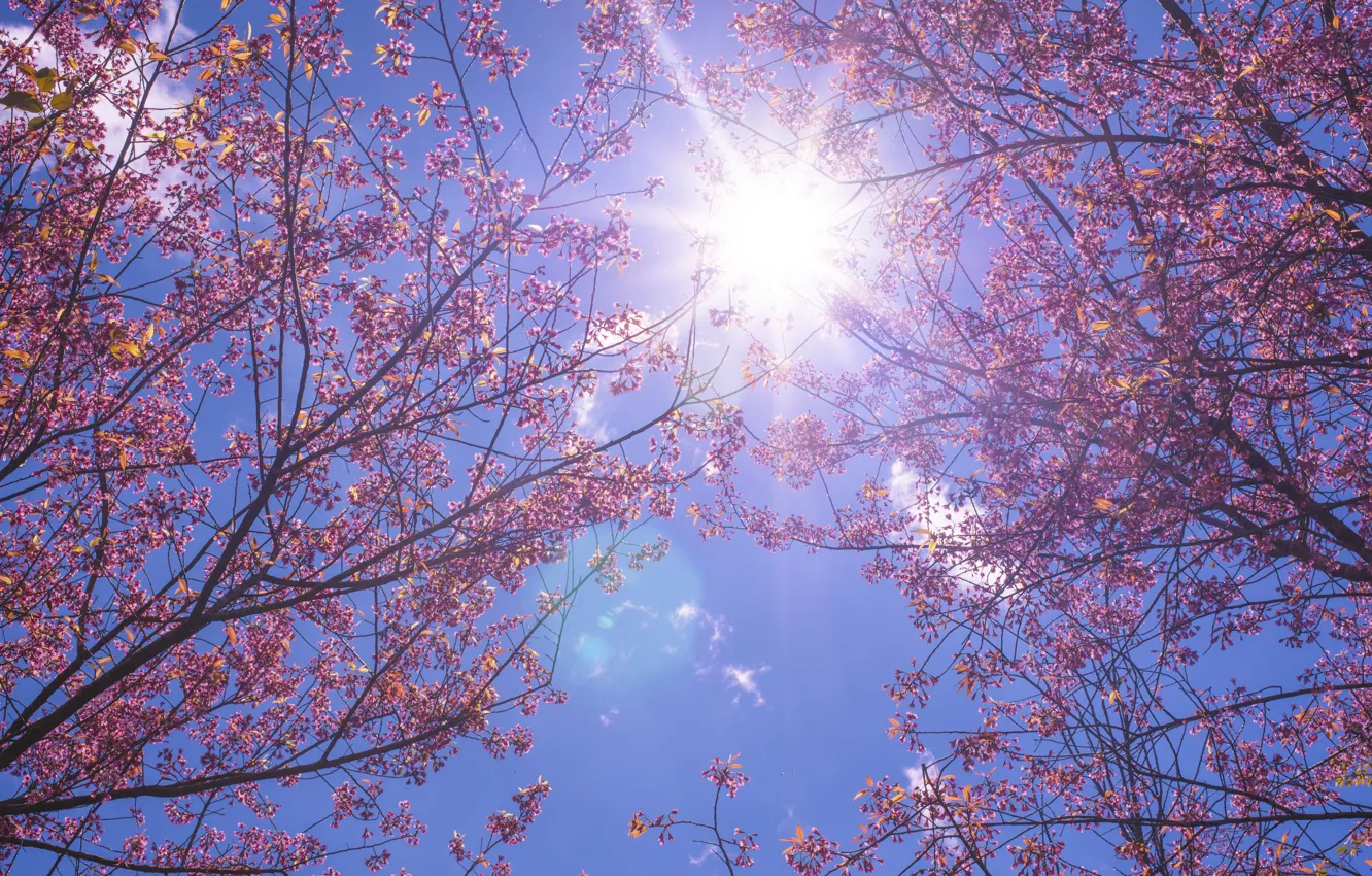 Фото обои небо, солнце, ветки, весна, сакура, sunshine, цветение, pink, blossom, sakura, cherry, spring, bloom