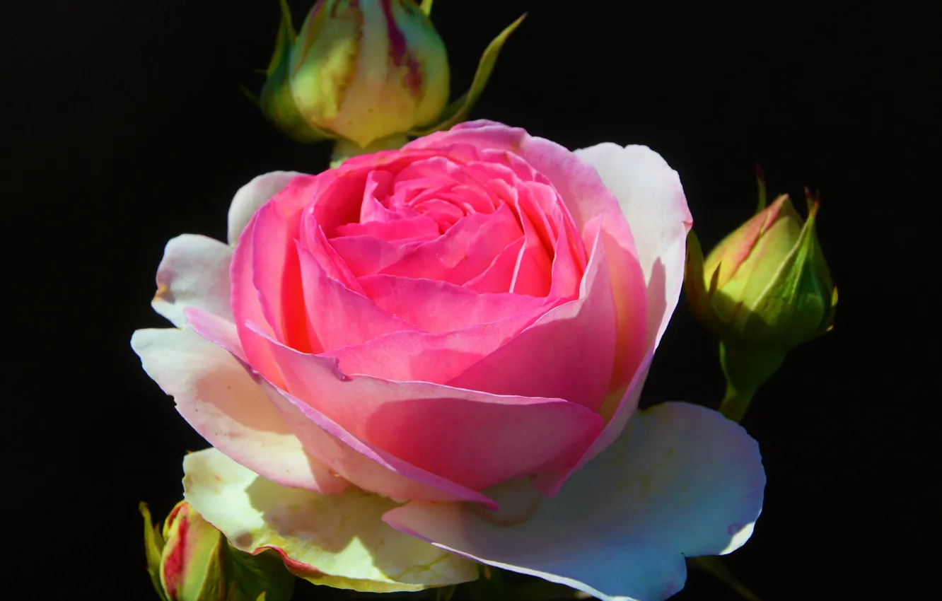 Фото обои Цветы, Роза, Пьер де Ронсар