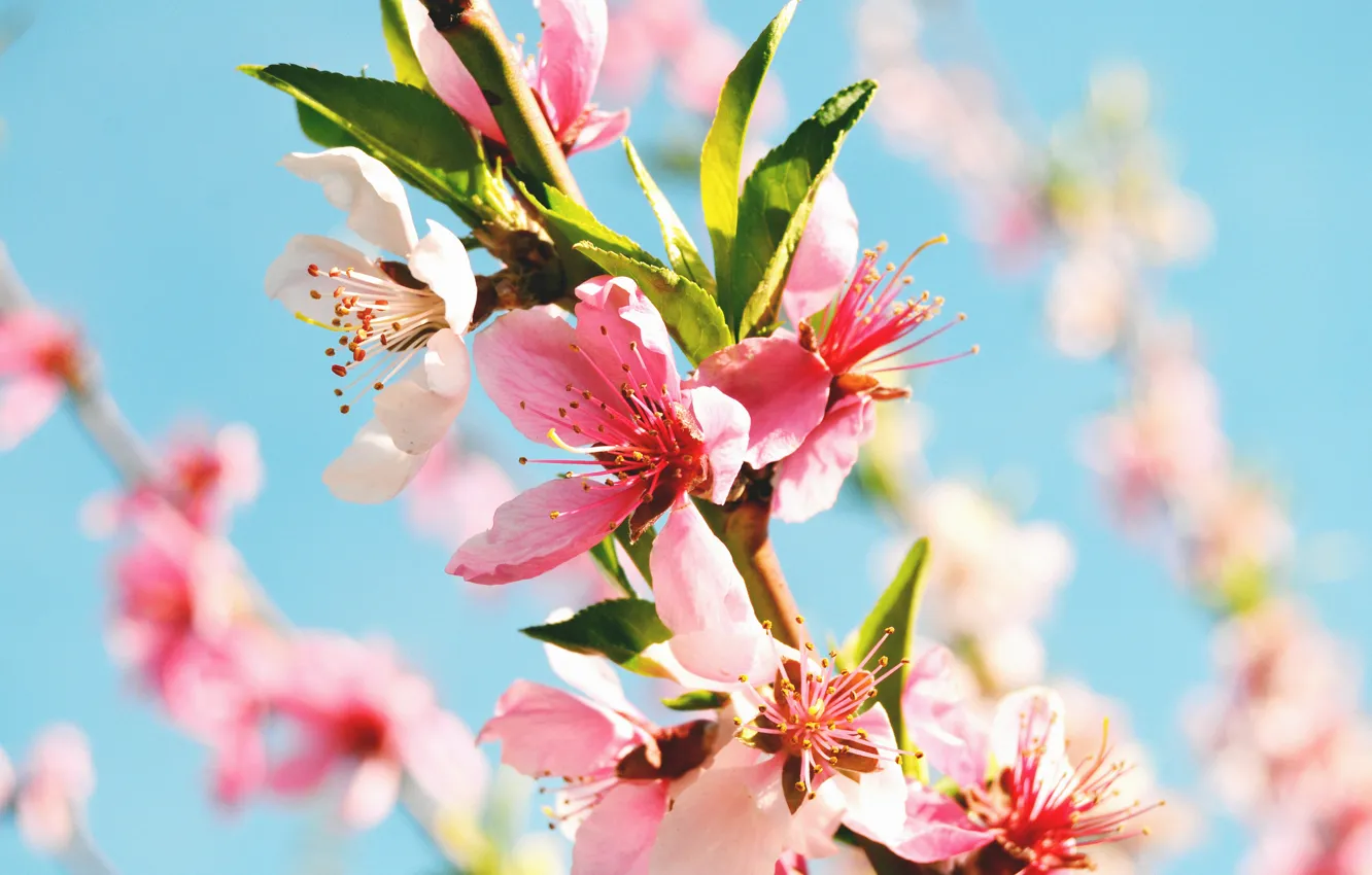 Фото обои макро, цветы, весна, ветвь, цветение, персиковое дерево