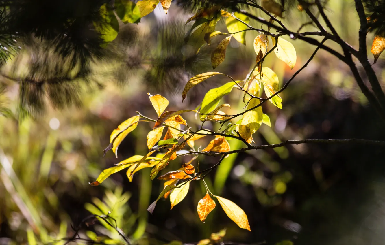 Фото обои осень, лес, деревья, жёлтый, листва, осенний лес, осенние листья, осенние деревья