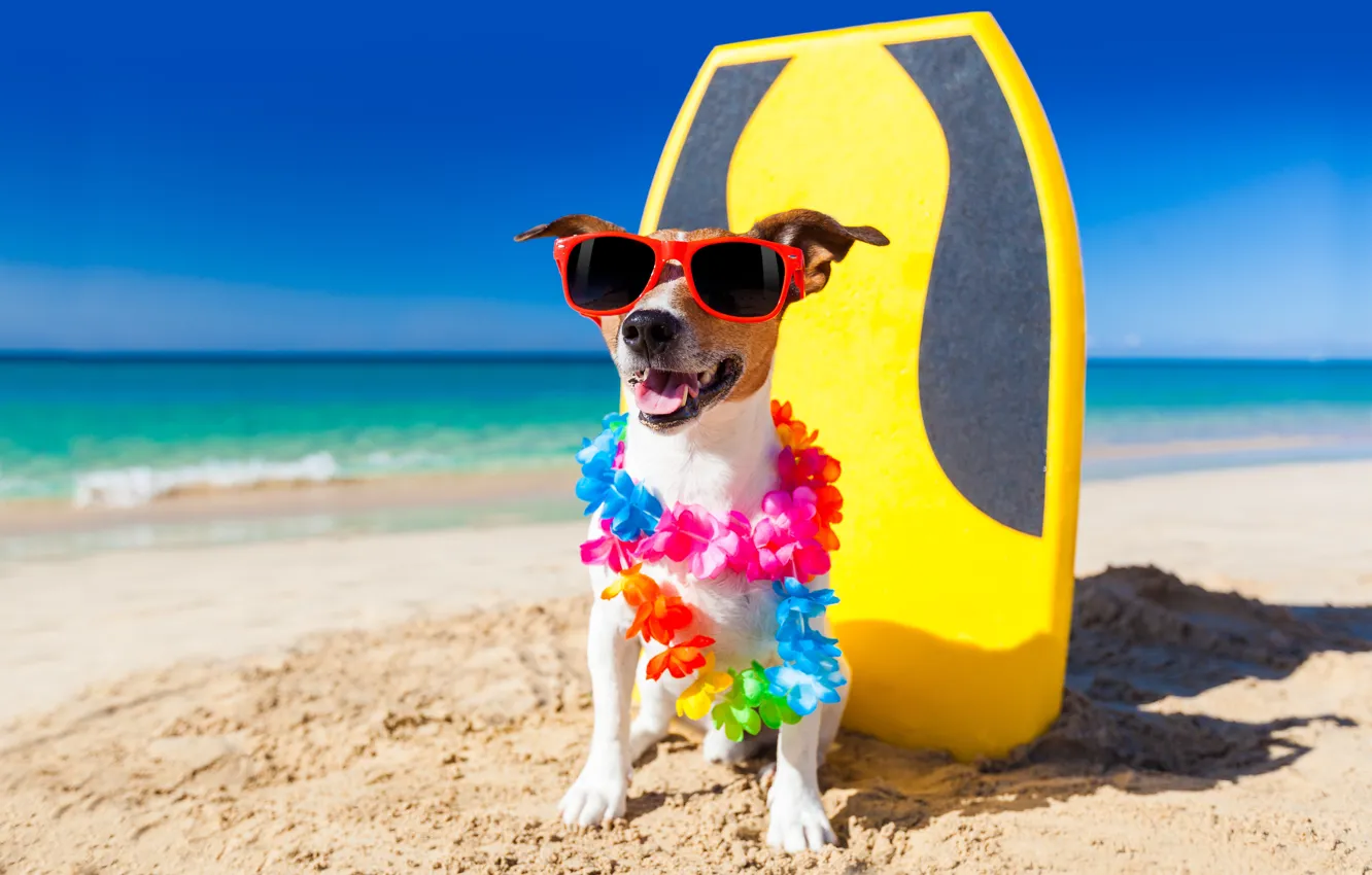Фото обои пляж, собака, юмор, гирлянда, джек-рассел-терьер