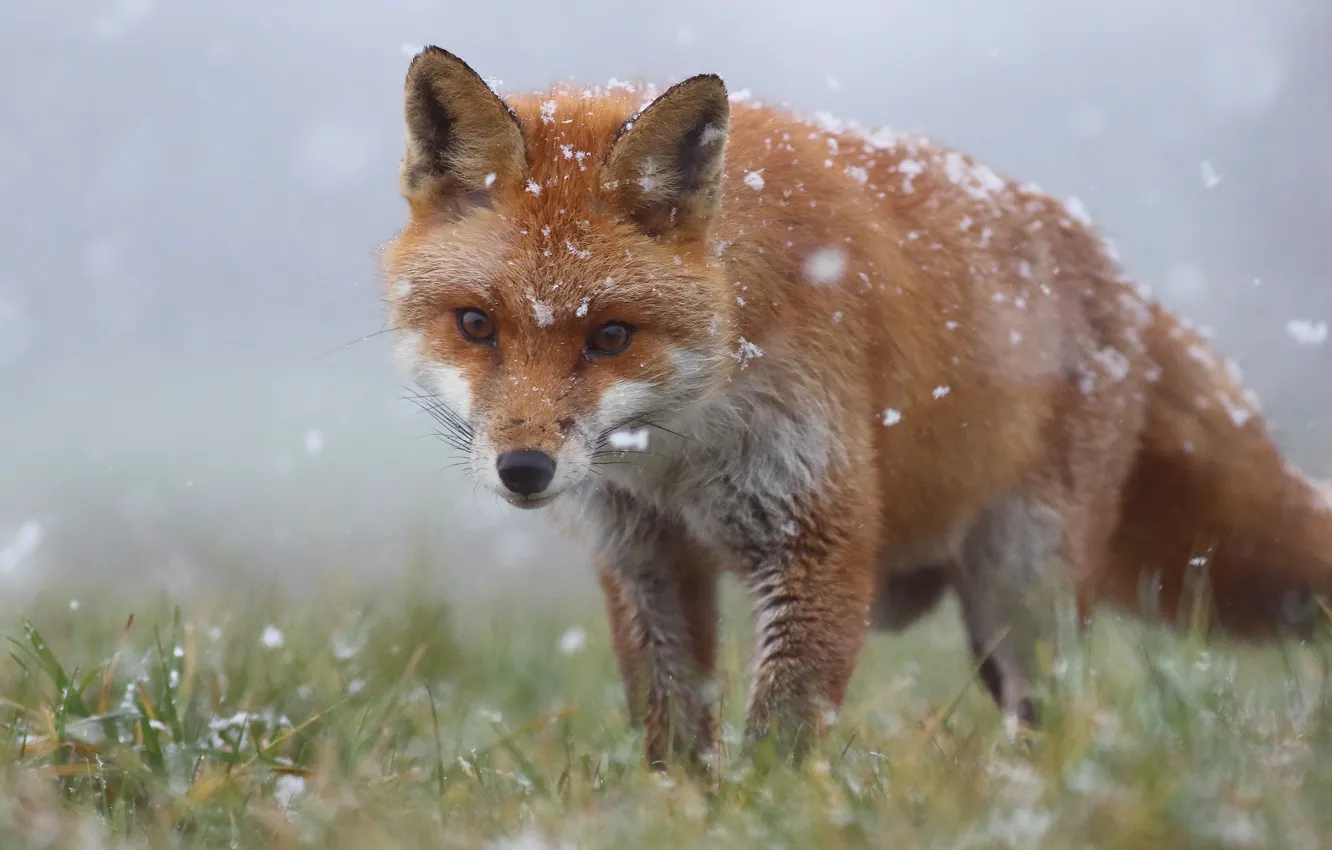 Фото обои зима, трава, морда, снег, лиса, рыжая, снегопад, дикая природа, лисица