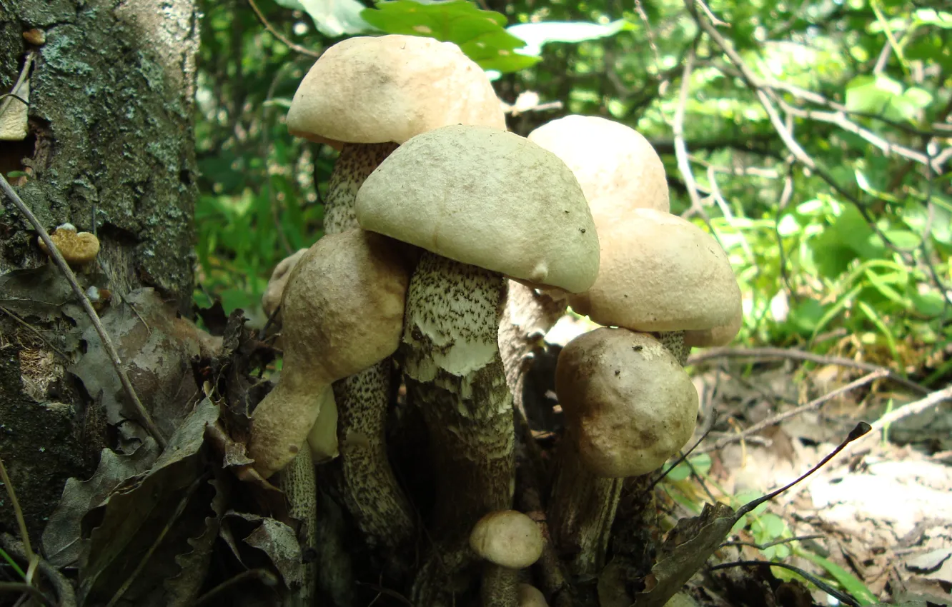 Фото обои лес, грибы, семейка, поход за грибами