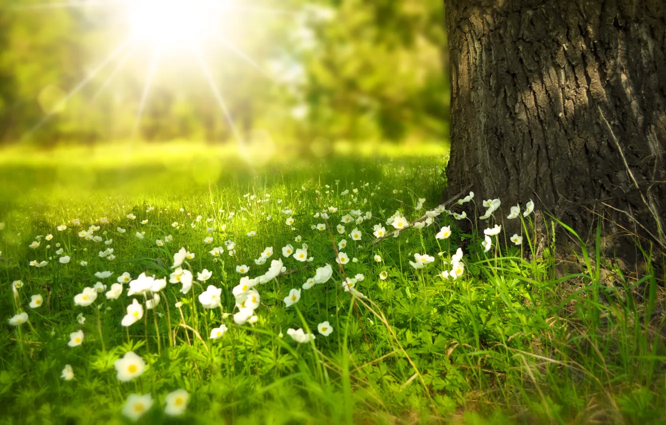 Фото обои поляна, лучи солнца, ствол дерева, белые цветочки