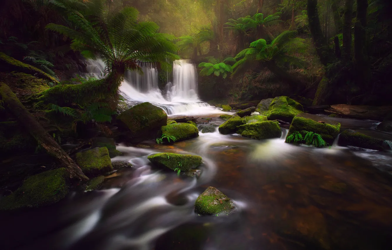 Фото обои лес, природа, река, камни, поток, джунгли, Тасмания