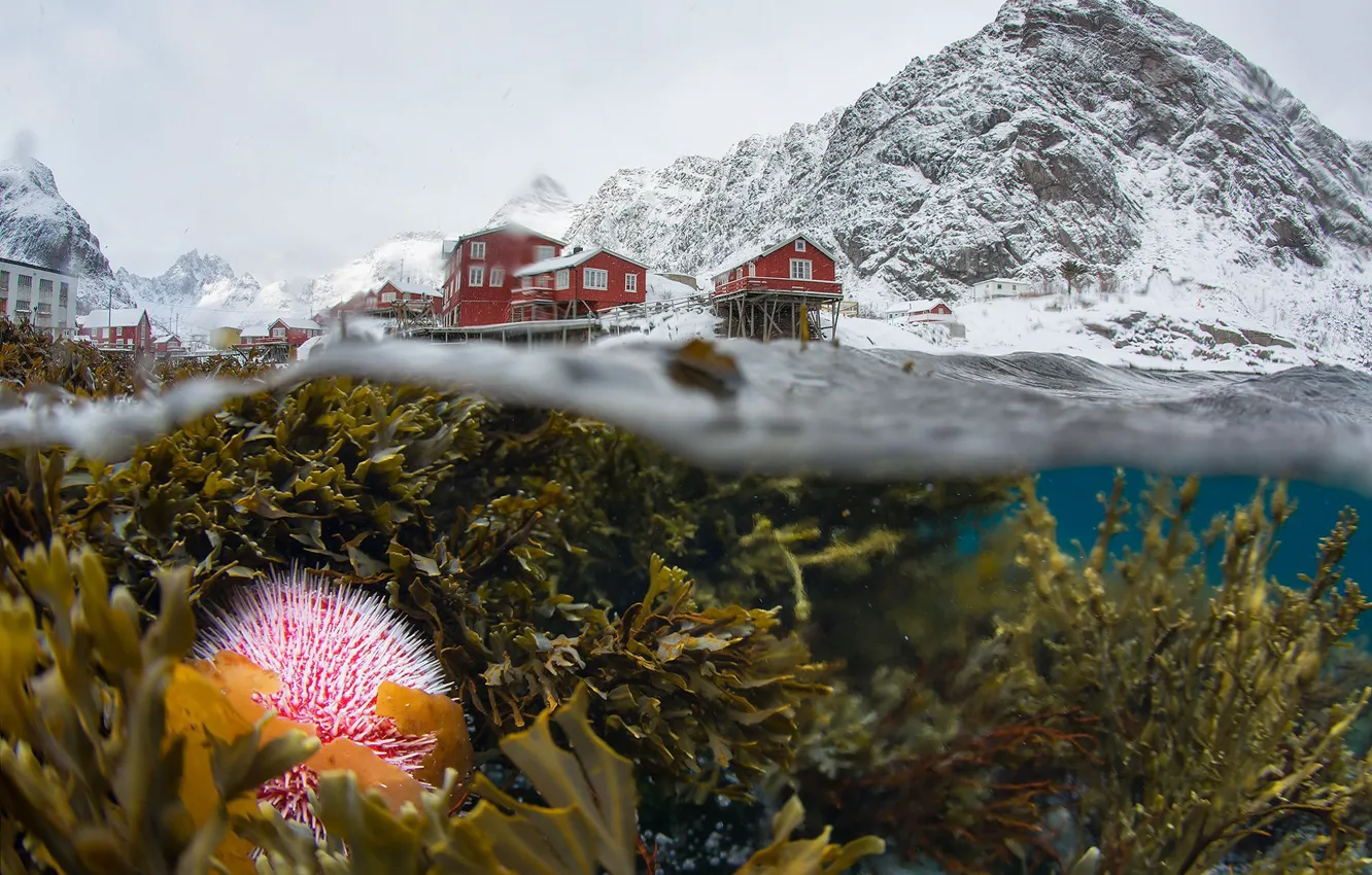 Фото обои зима, снег, водоросли, горы, жизнь, Норвегия, под водой, поселок, сплит