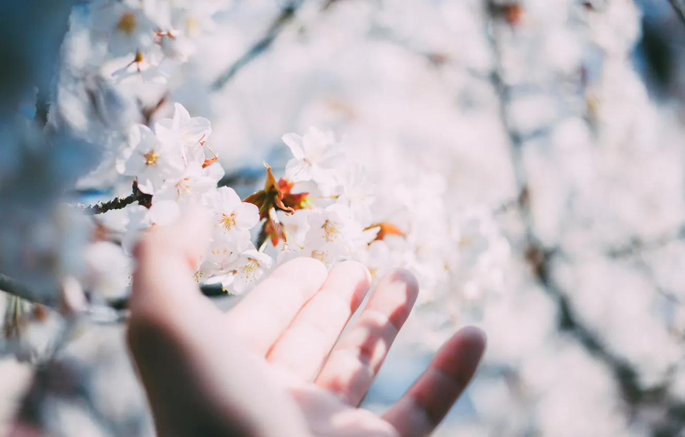 Фото обои цветы, дерево, рука, пальцы, белые