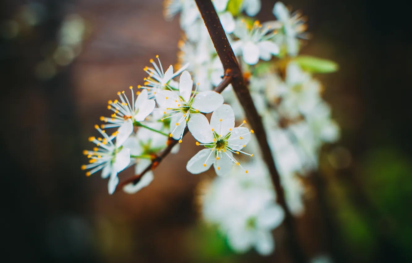 Фото обои цветы, природа, весна, красиво, май, яблоня