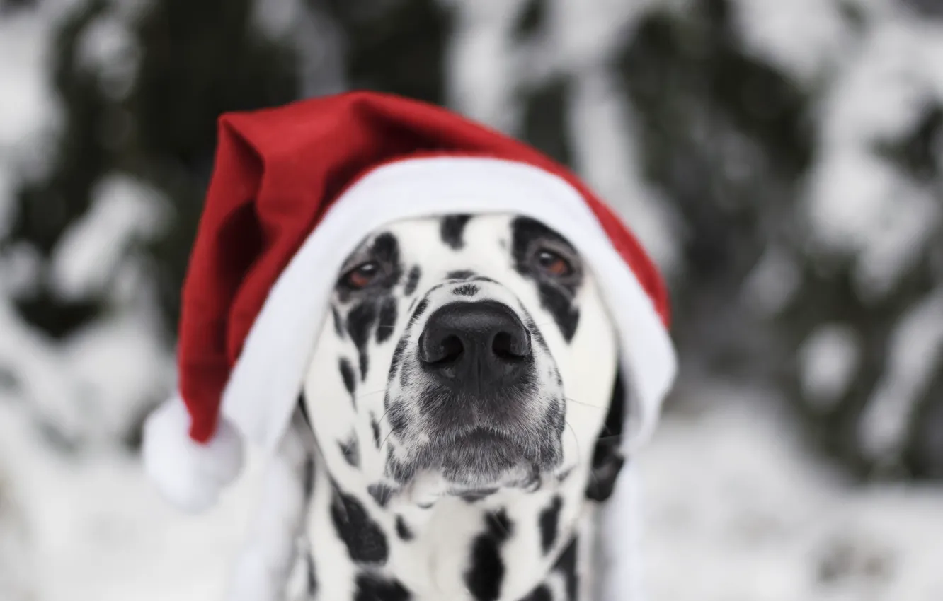 Фото обои снег, собака, Новый Год, Рождество, Christmas, dog, 2018, Merry Christmas, Xmas, funny, cute, decoration, santa …