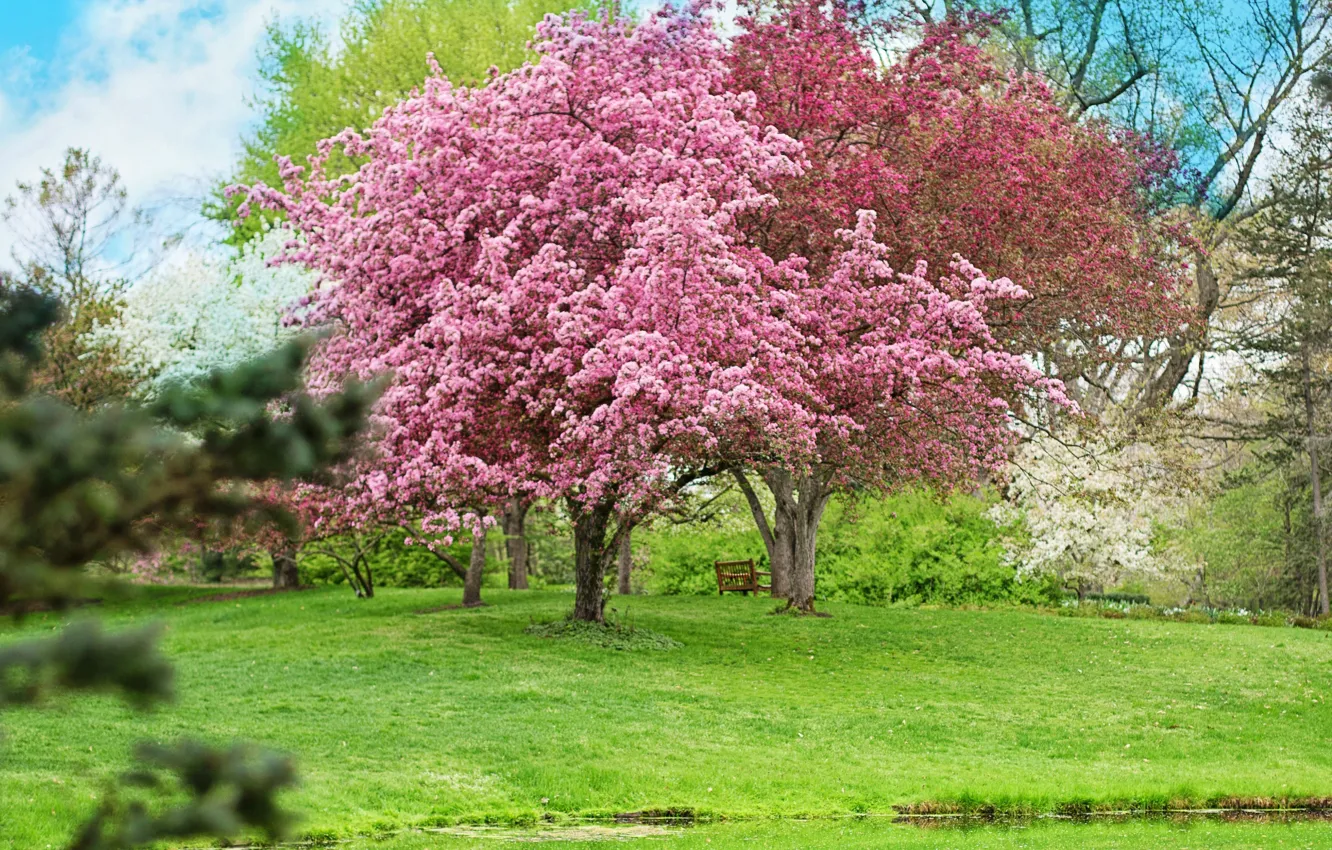 Фото обои деревья, цветы, парк, весна, цветение, скамья