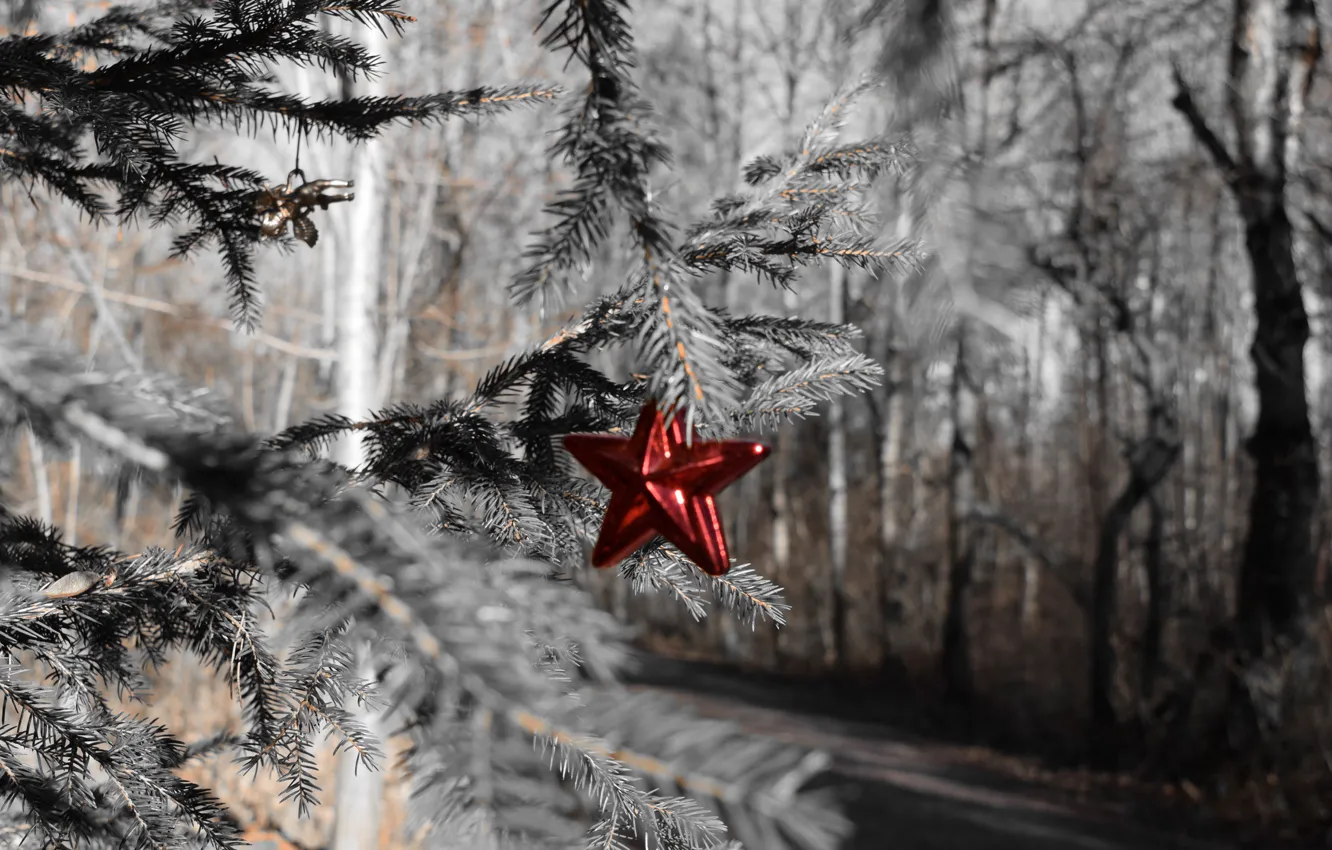 Фото обои лес, праздник, звезда