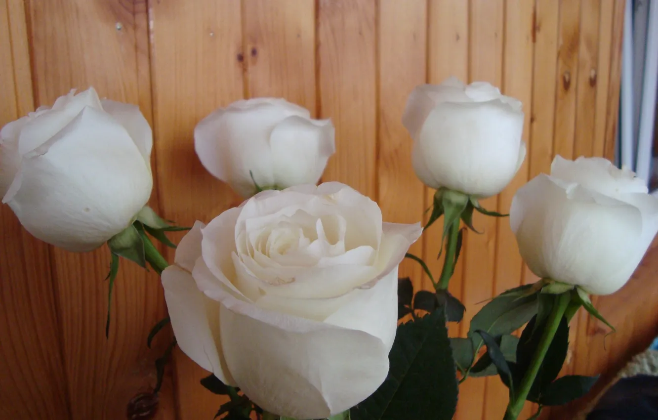 Фото обои подарок, розы, белые