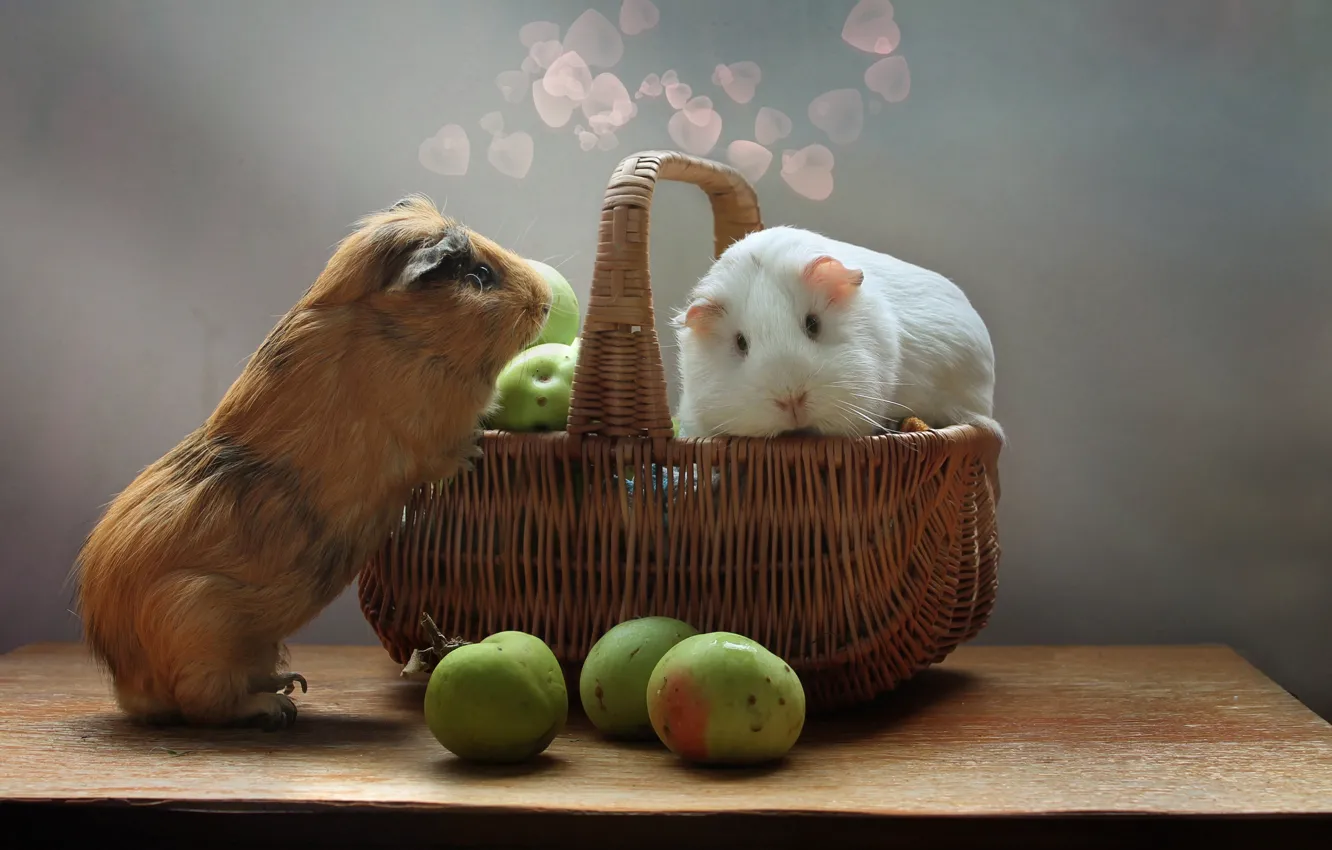 Фото обои животные, яблоки, грызуны, морские свинки, день св. валентина