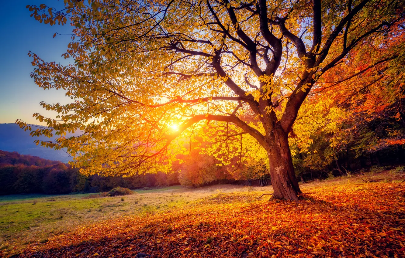 Фото обои осень, листья, закат, дерево