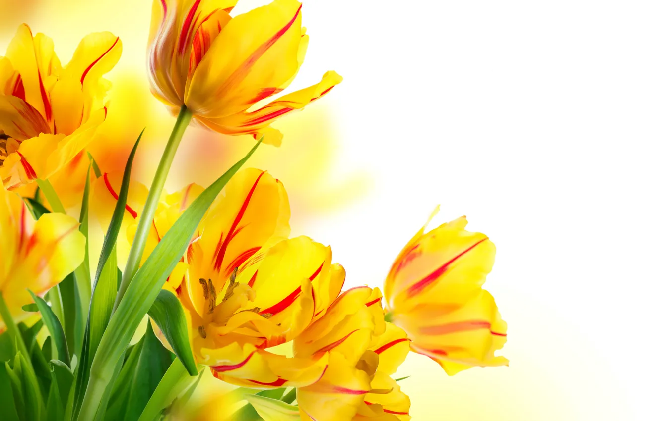Фото обои листья, желтые, тюльпаны, белый фон, бутоны, боке