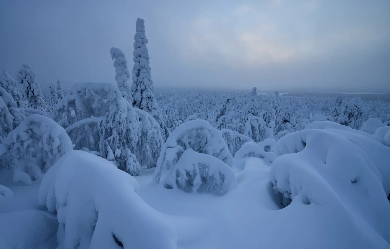 Фото обои зима, лес, снег, деревья, Рука, сугробы, Финляндия, Finland, Rukatunturi