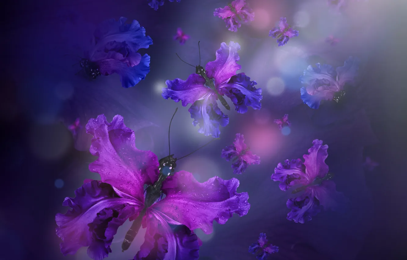 Фото обои бабочки, лепестки, water, purple, butterflies, floral