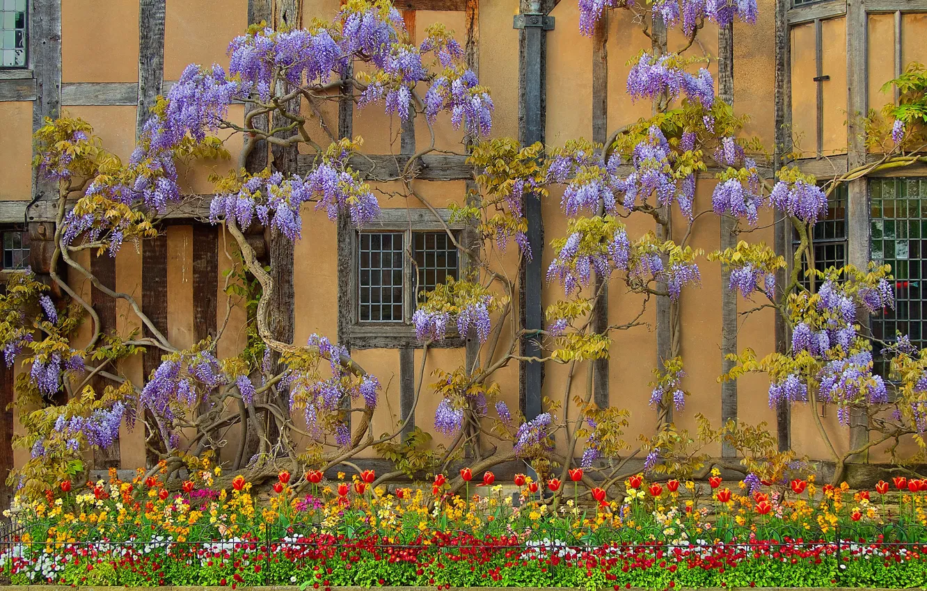 Фото обои цветы, дом, стена, Англия, глициния, вистерия, Стратфорд-апон-Эйвон