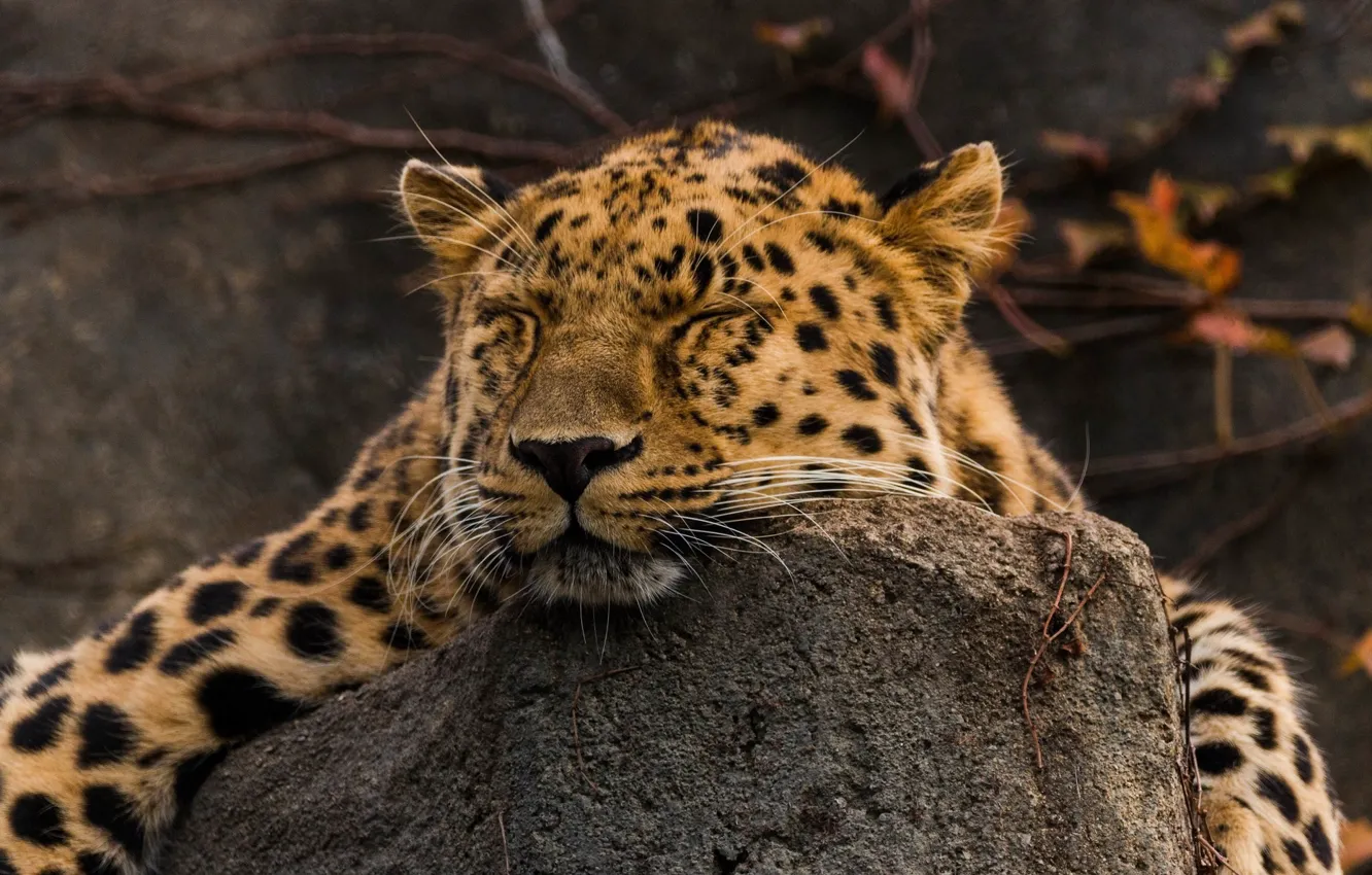 Фото обои морда, отдых, сон, хищник, лежит, дикая кошка, амурский леопард