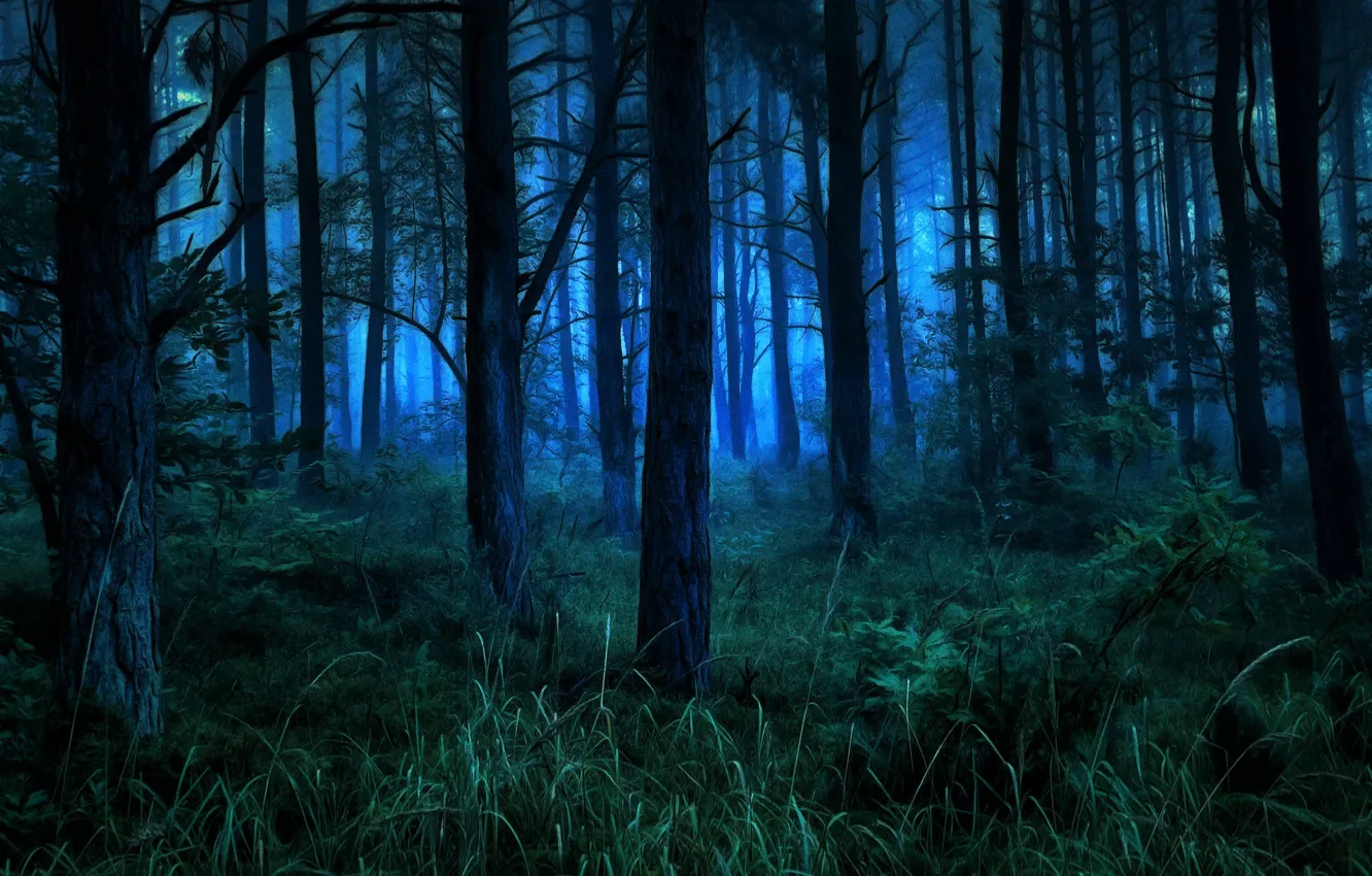 Фото обои лес, деревья, ночь, природа, кусты