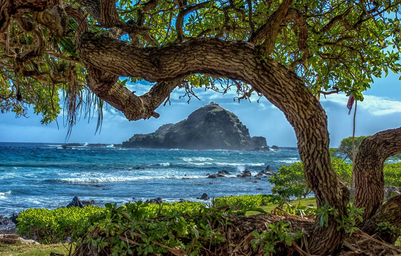 Обои море, деревья, ветки, тропики, камни, скалы, побережье, Гавайи,  прибой, США, солнечно, кусты, остров Мауи, рифы, Koki Beach картинки на  рабочий стол, раздел пейзажи - скачать