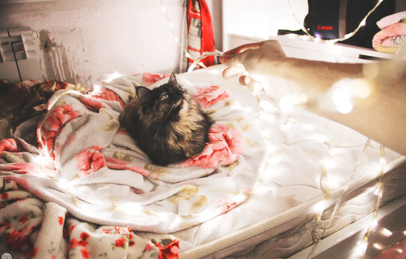 Фото обои кошка, свет, праздник, новый год, кровать, неон, одеяло, light, new year, cat, neon, celebration, bed, …