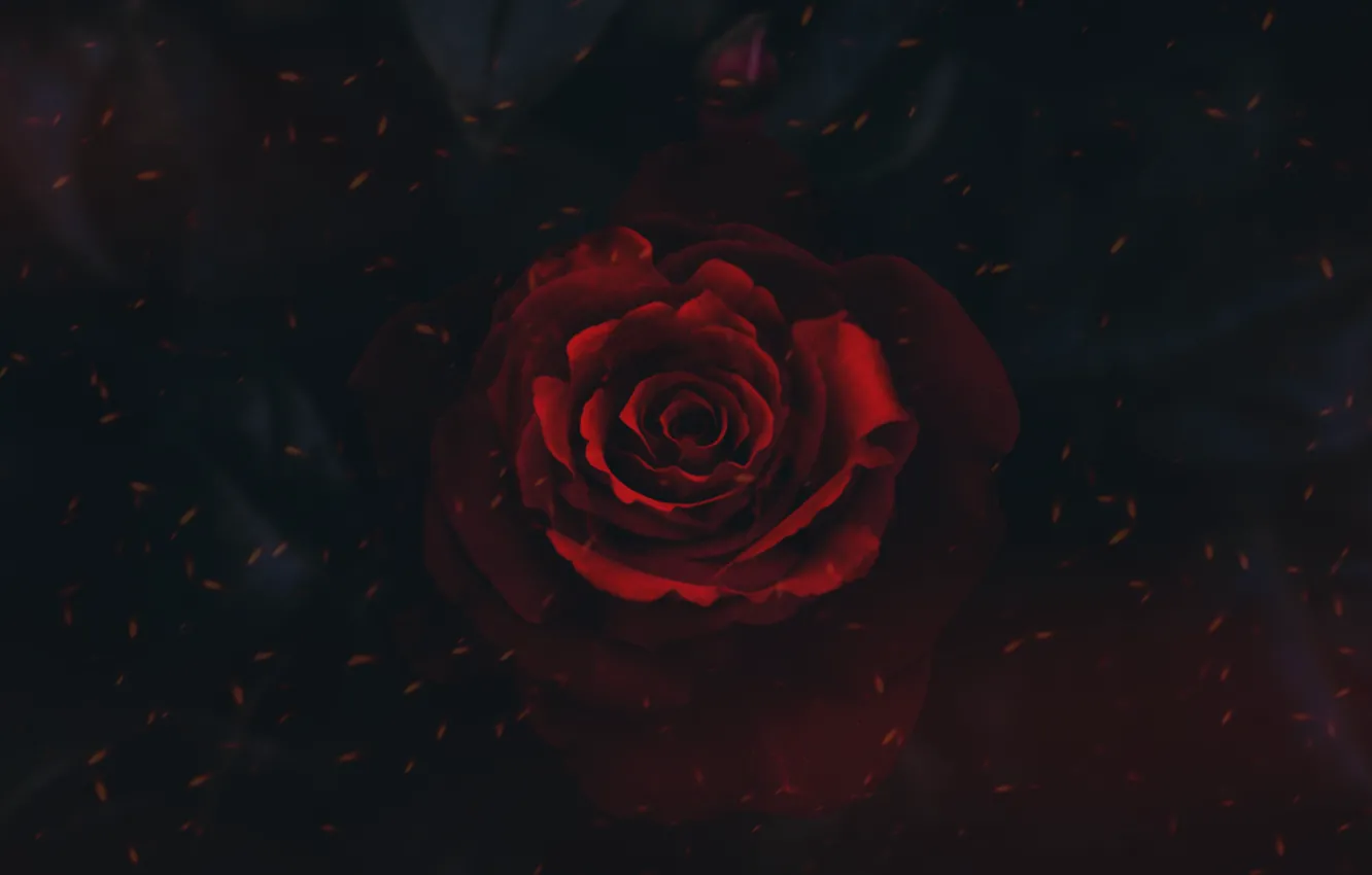 Фото обои red, black, flower, rosa