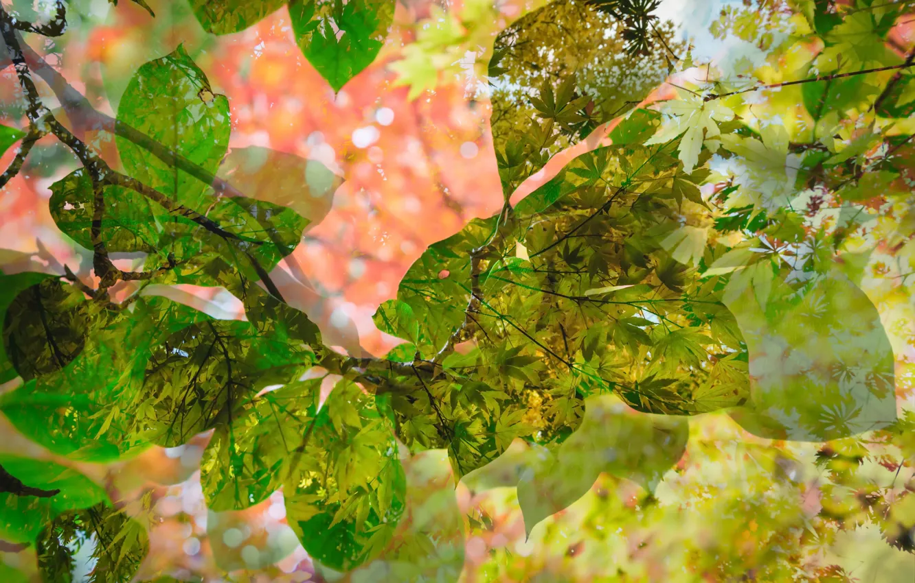 Фото обои листья, природа, текстура