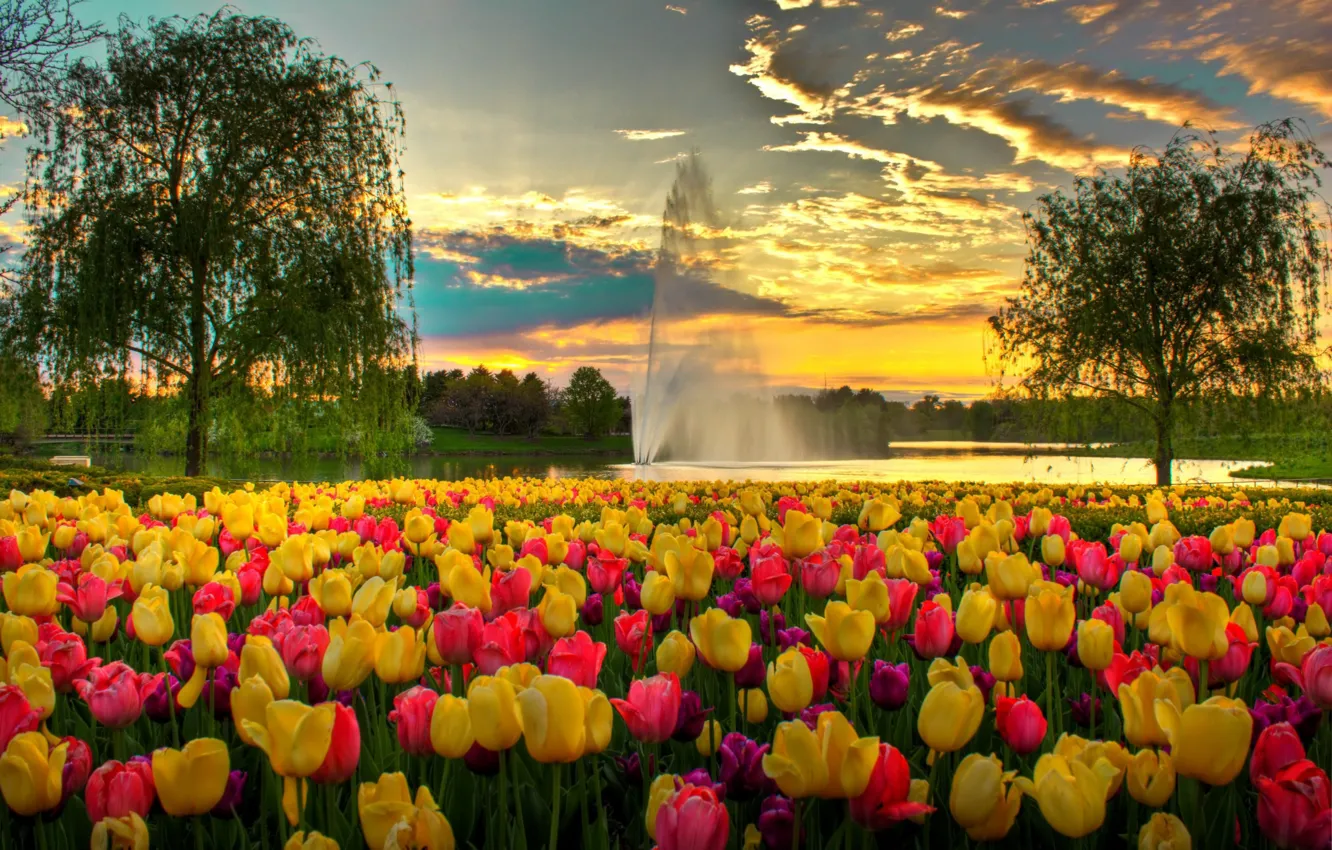 Фото обои небо, облака, цветы, парк, вечер, тюльпаны, фонтан, США