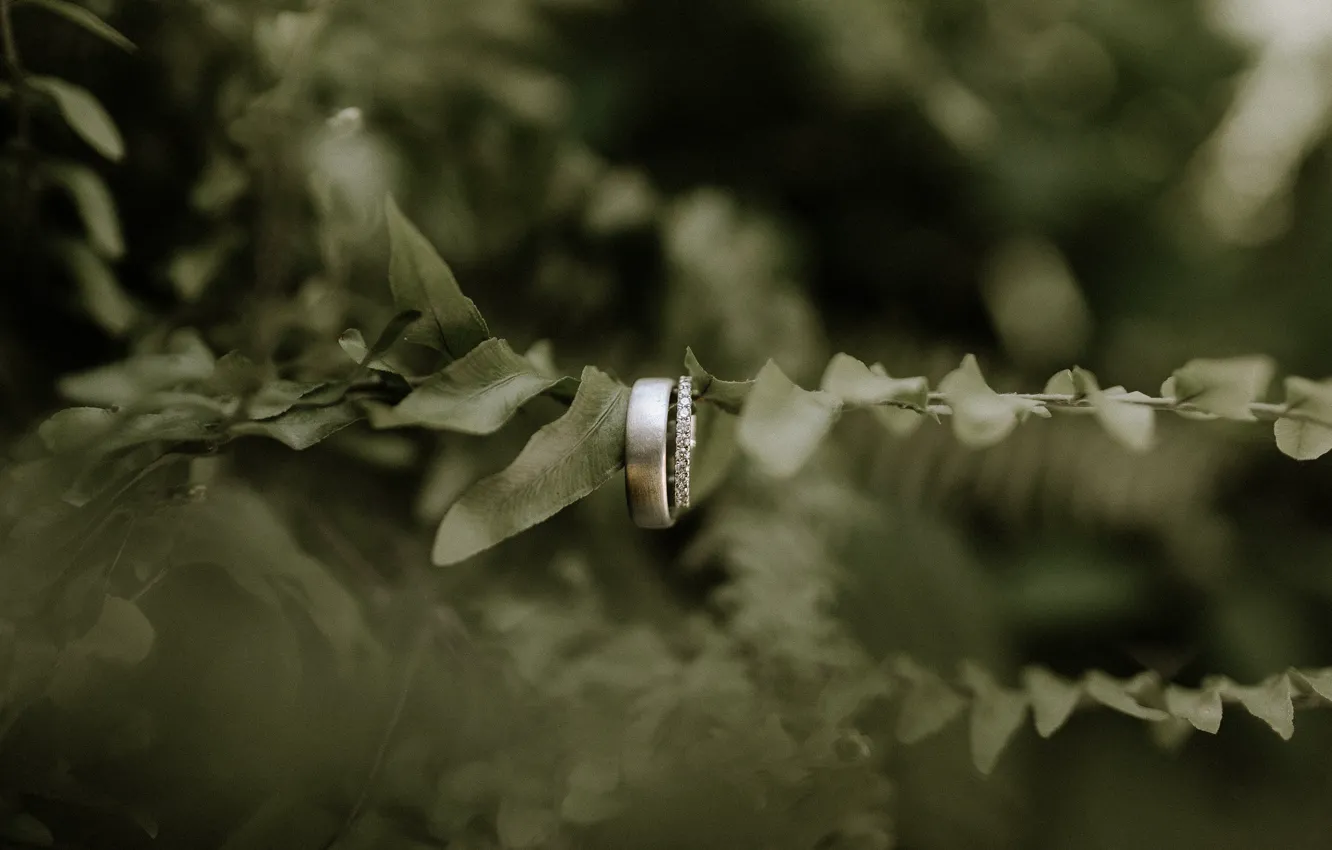 Фото обои ветка, кольца, свадьба, помолвка