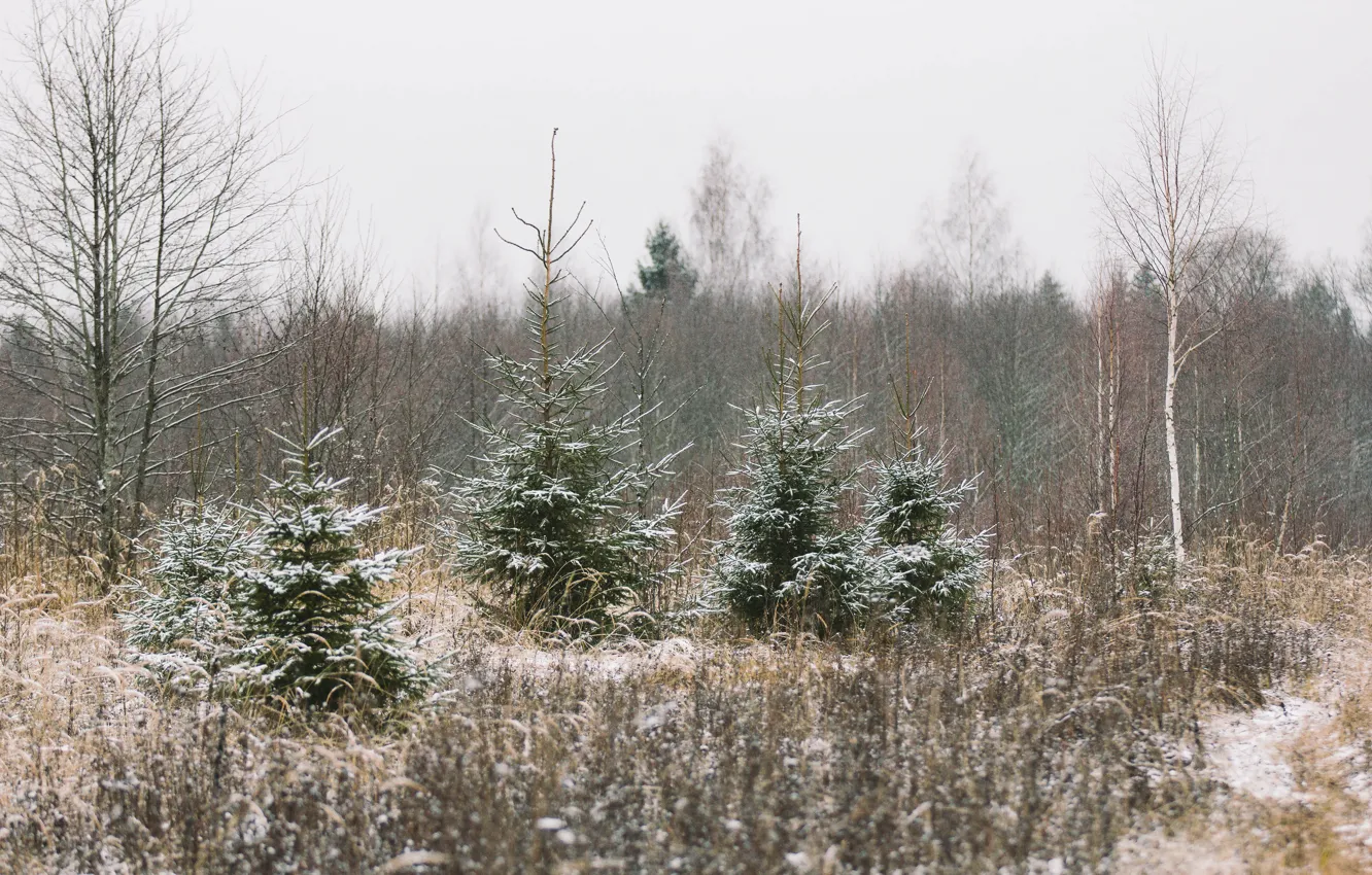 Фото обои осень, лес, снег, пейзаж, холодно, autumn, snow, осенний лес, поздняя осень, ноябрь, november, осенний снег