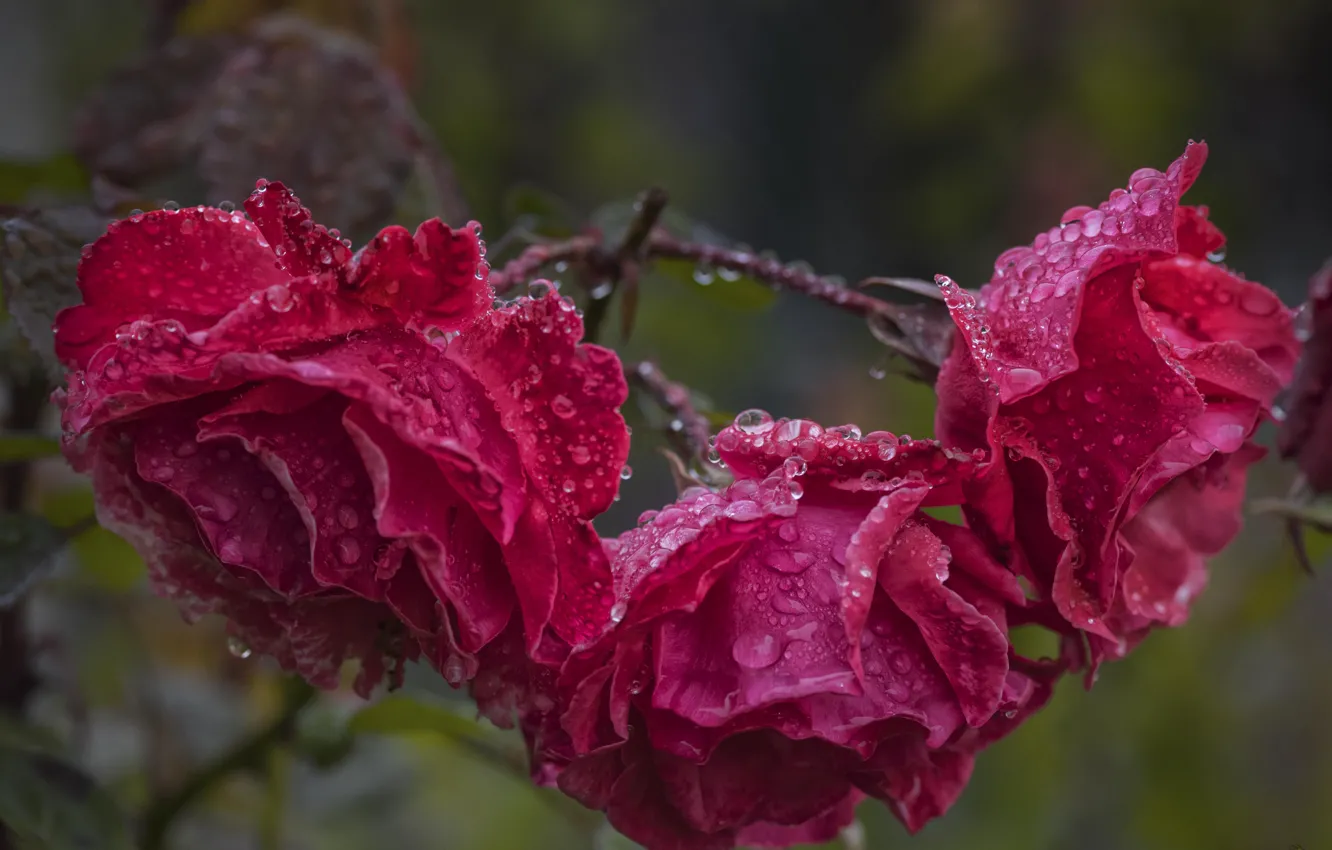 Фото обои капли, розы, после дождя