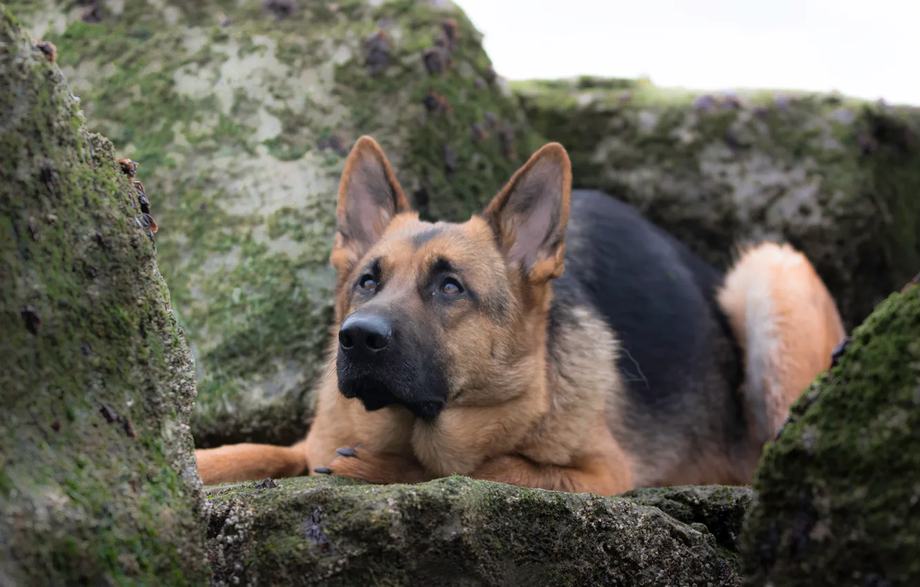 Фото обои камни, собака, Немецкая овчарка