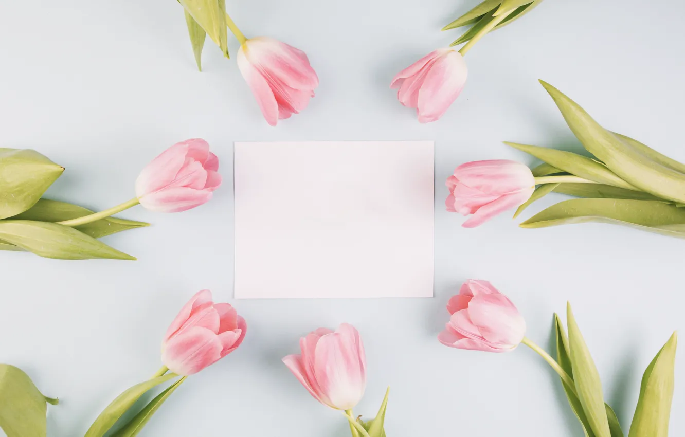 Фото обои цветы, рамка, тюльпаны, розовые, fresh, wood, pink, flowers, tulips, spring, tender, frame