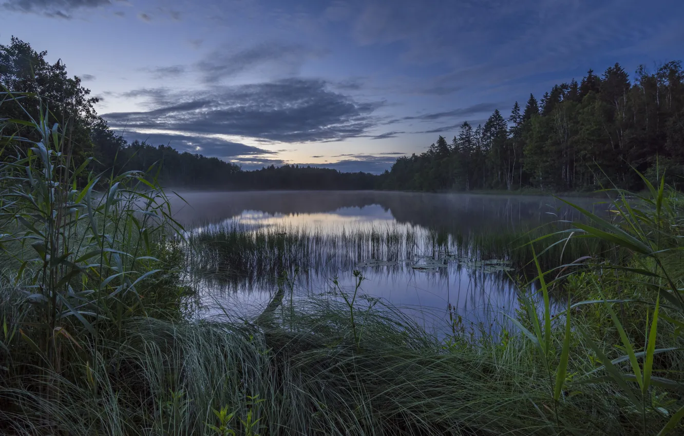 Фото обои озеро, гладь, спокойствие, Норвегия, камыш, дымка, Norway, Strengsdalsvannet