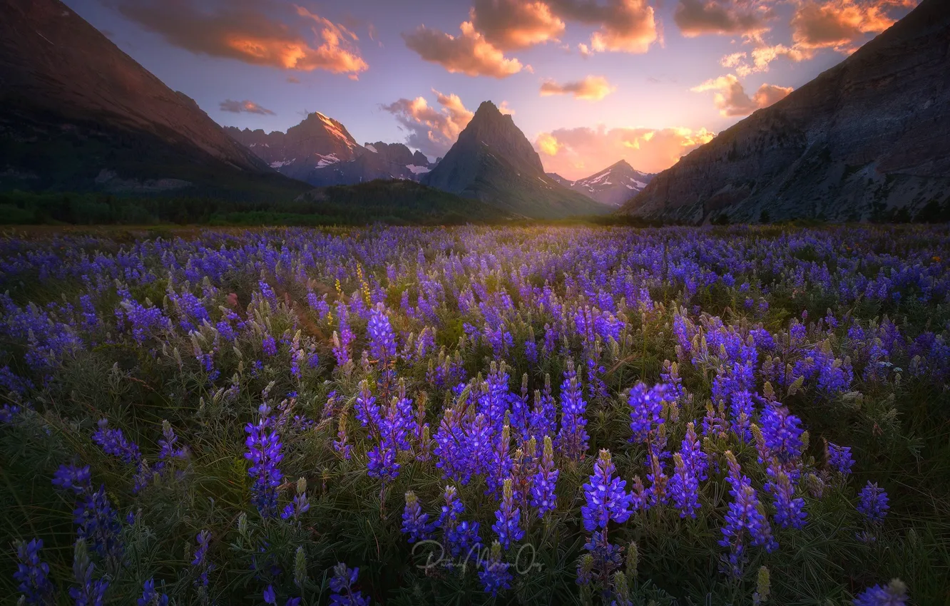 Фото обои цветы, горы, Новая Зеландия, люпины