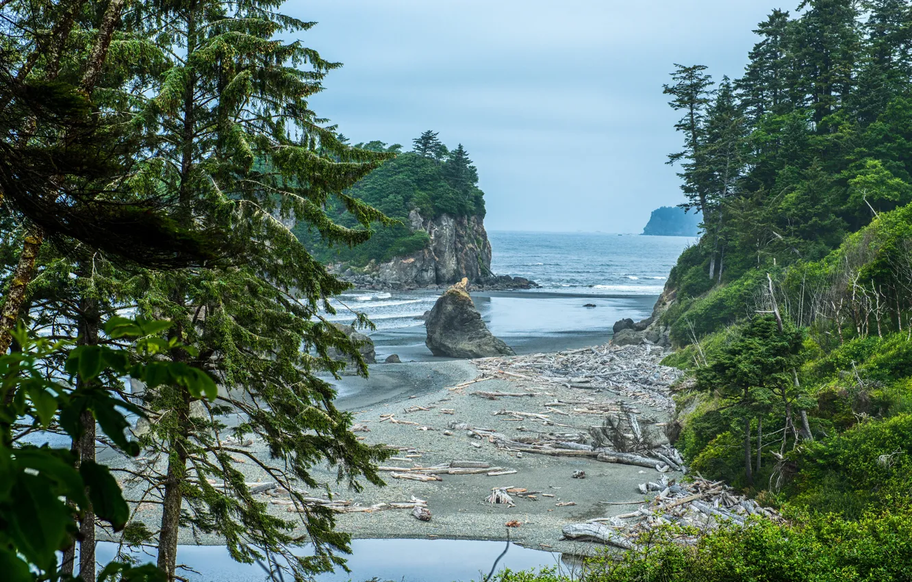 Фото обои море, лес, деревья, камни, скалы, побережье, Вашингтон, США, Olym...