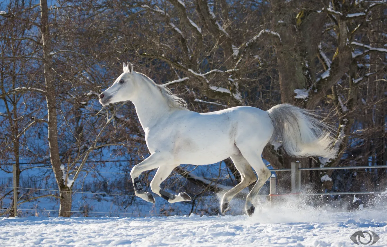 Фото обои белый, конь, лошадь, скорость, мощь, бег, грация, скачет, загон, галоп, (с) OliverSeitz