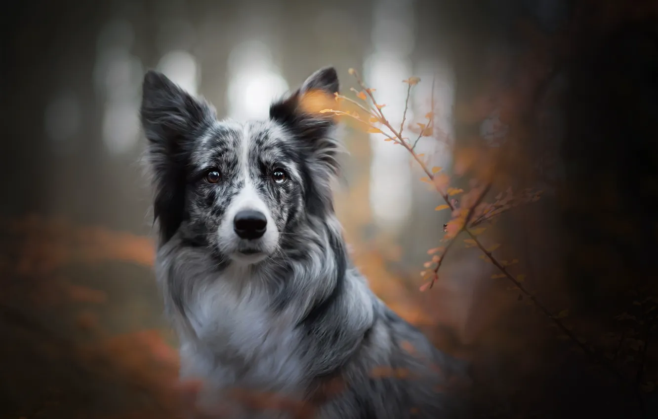 Фото обои осень, взгляд, морда, ветки, собака, боке, Бордер-колли