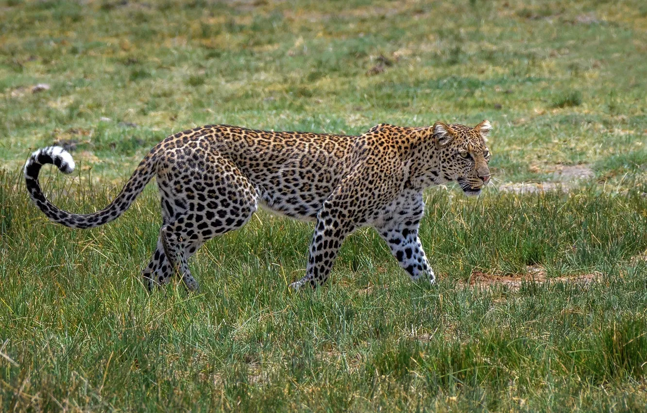 Фото обои хищник, пятна, леопард, грация, Африка, окрас, дикая кошка
