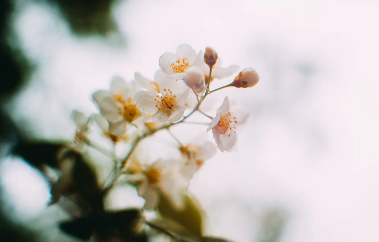 Фото обои цветы, весна, красиво, черемуха