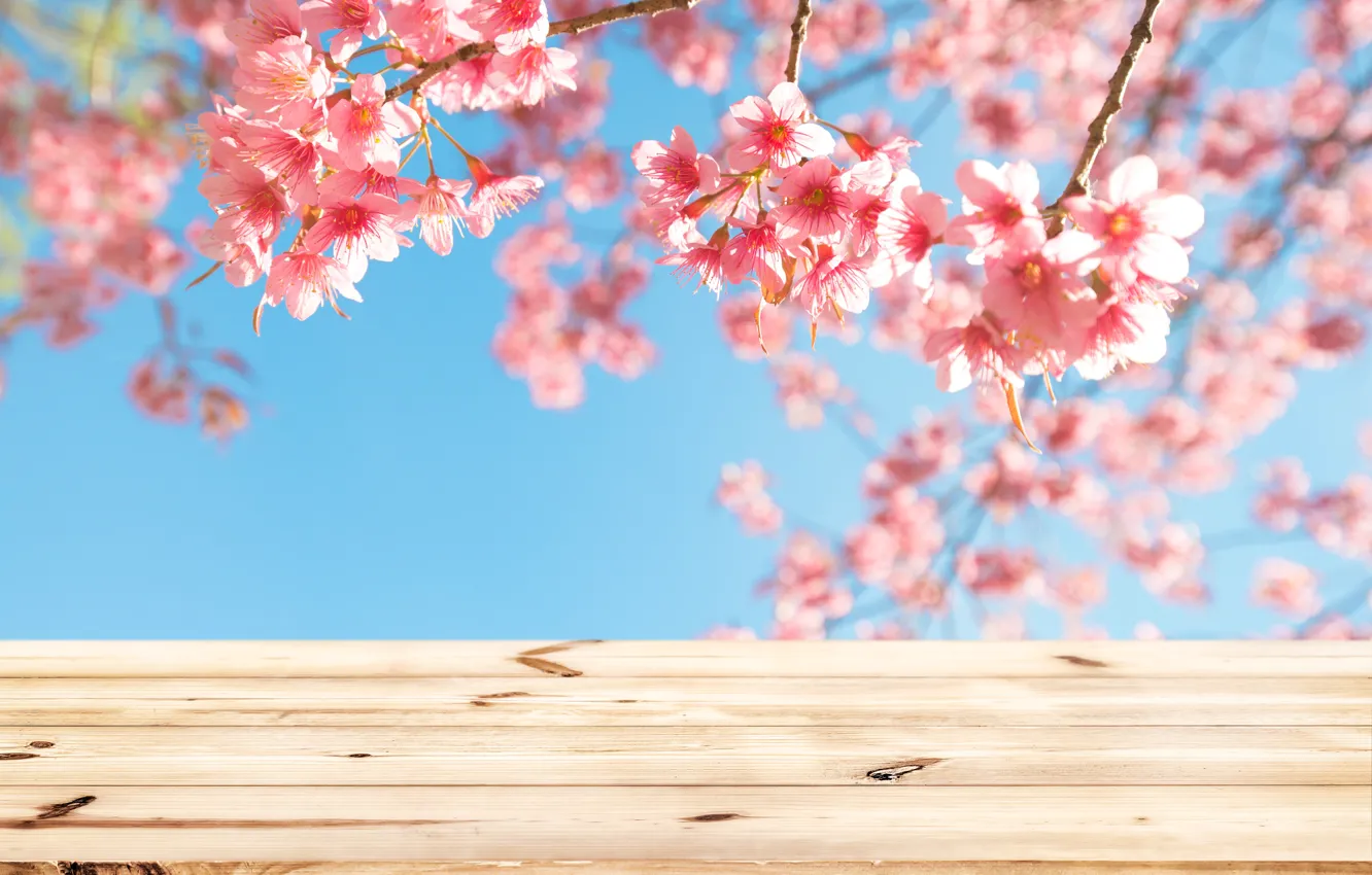 Фото обои небо, ветки, весна, сакура, цветение, wood, pink, blossom, sakura, cherry, spring, bloom
