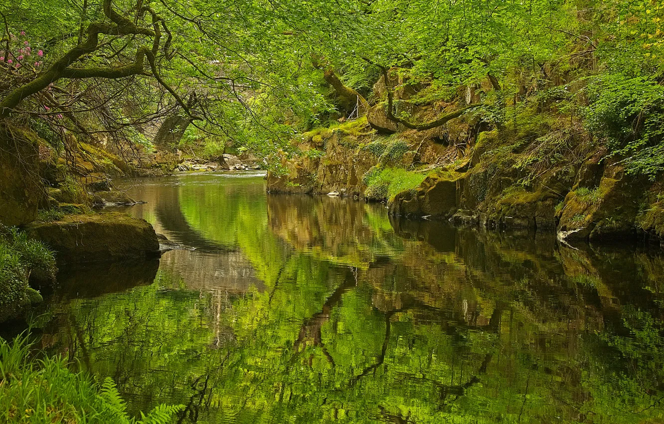 Фото обои лес, деревья, река, скалы, Уэльс, Нантмор