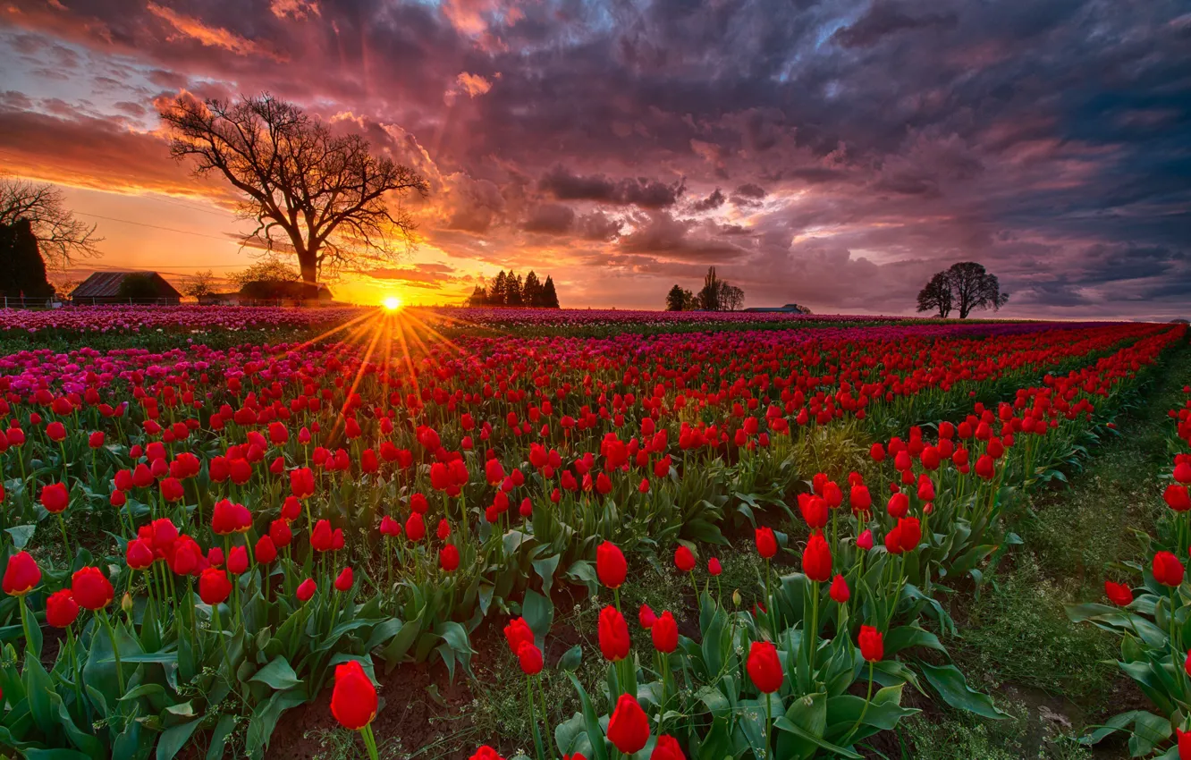 Фото обои поле, солнце, лучи, закат, весна, вечер, Орегон, тюльпаны, США, ферма